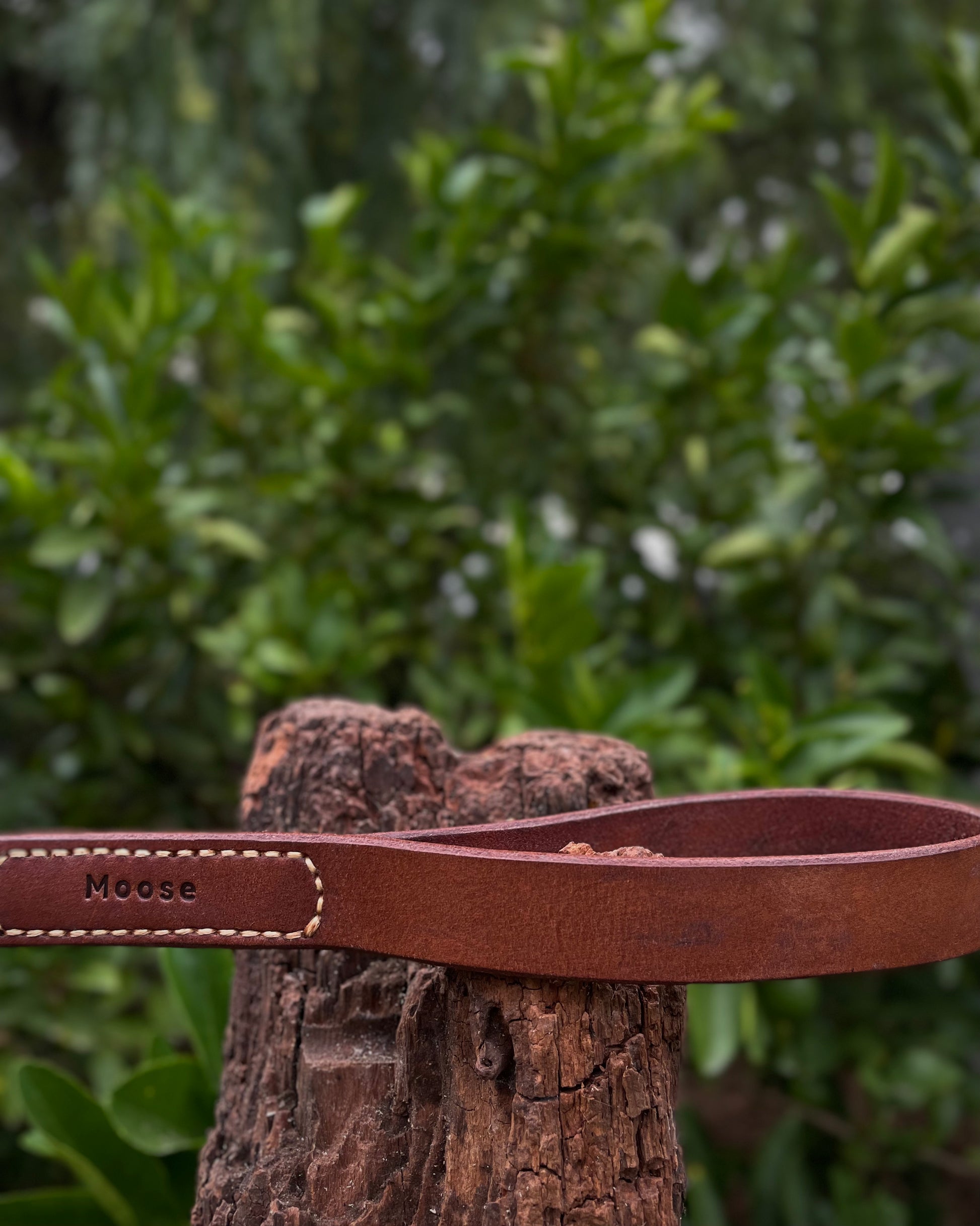 Brown leather dog leash with 'Moose' branding on a tree stump against a green leafy background