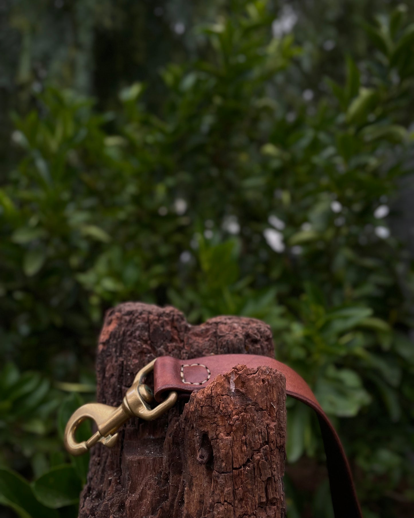 Brown leather dog leash with brass clasp on a wooden post against a green leafy background
