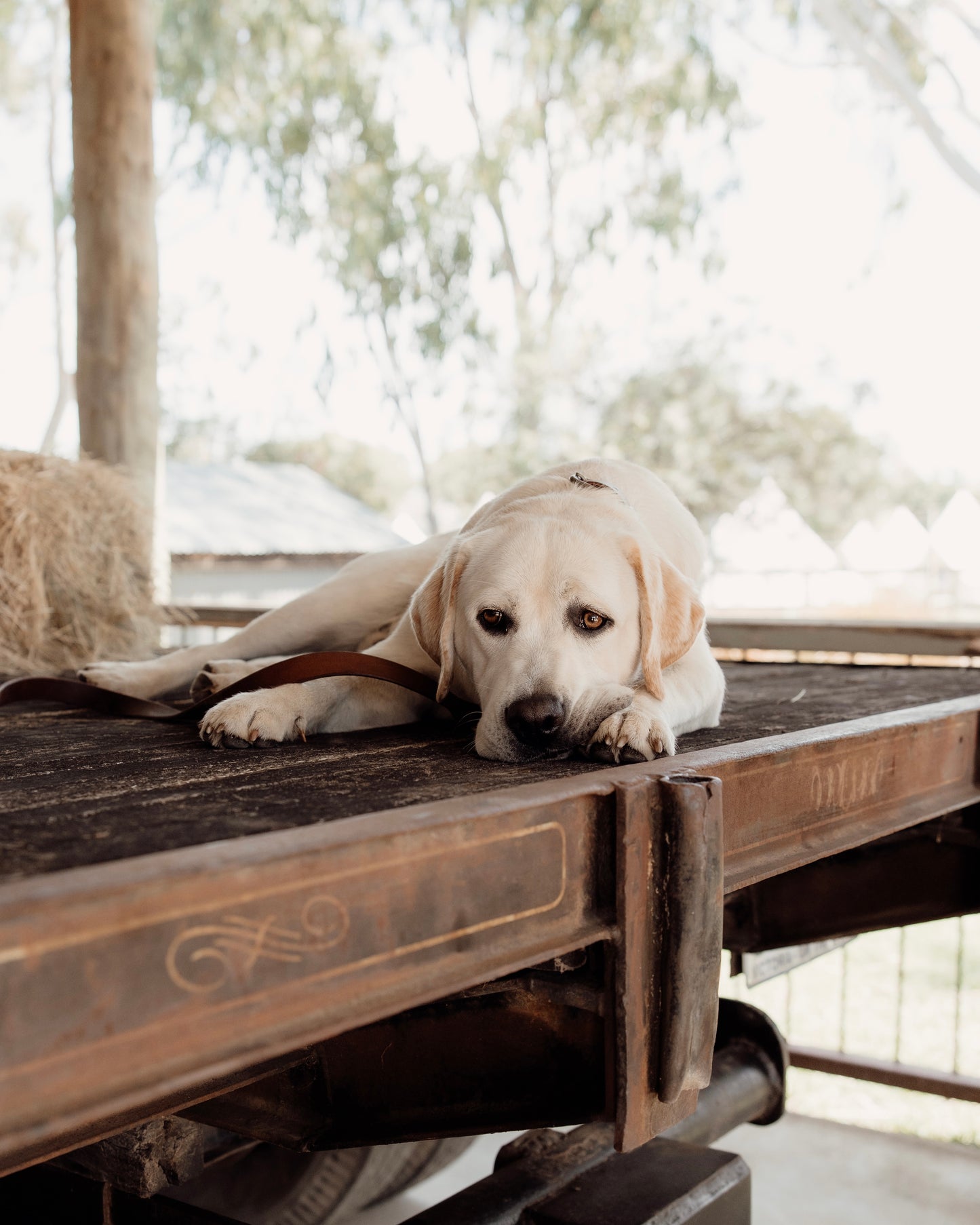 Dog lying on a wooden surface outdoors with trees in the background