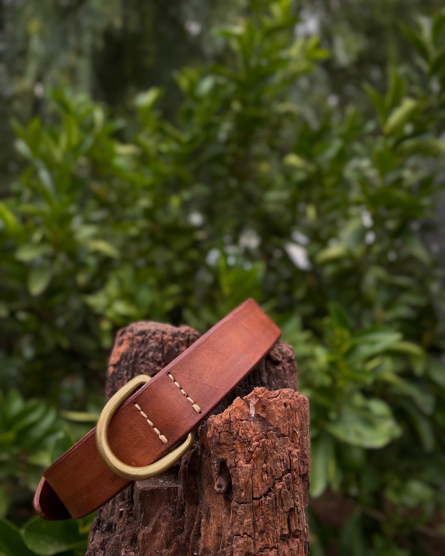 Brown leather dog collar with a gold ring on a wooden post against a green foliage background