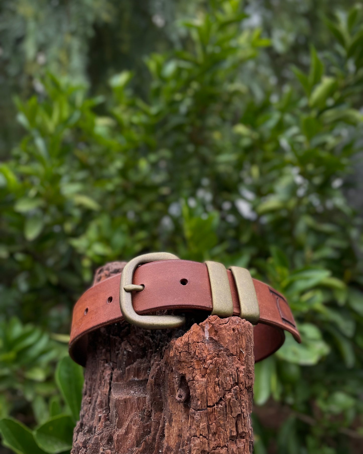 Brown leather dog collar with a gold buckle on a wooden post against a blurred green foliage background