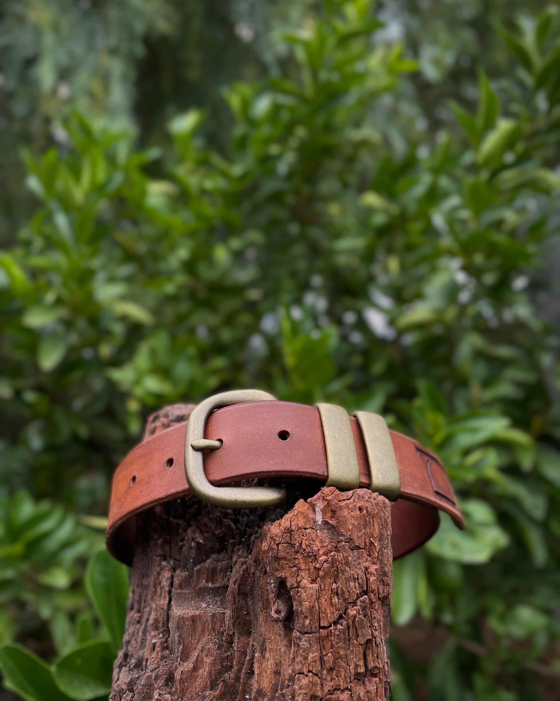 Brown leather dog collar with a gold buckle on a wooden post against a blurred green foliage background