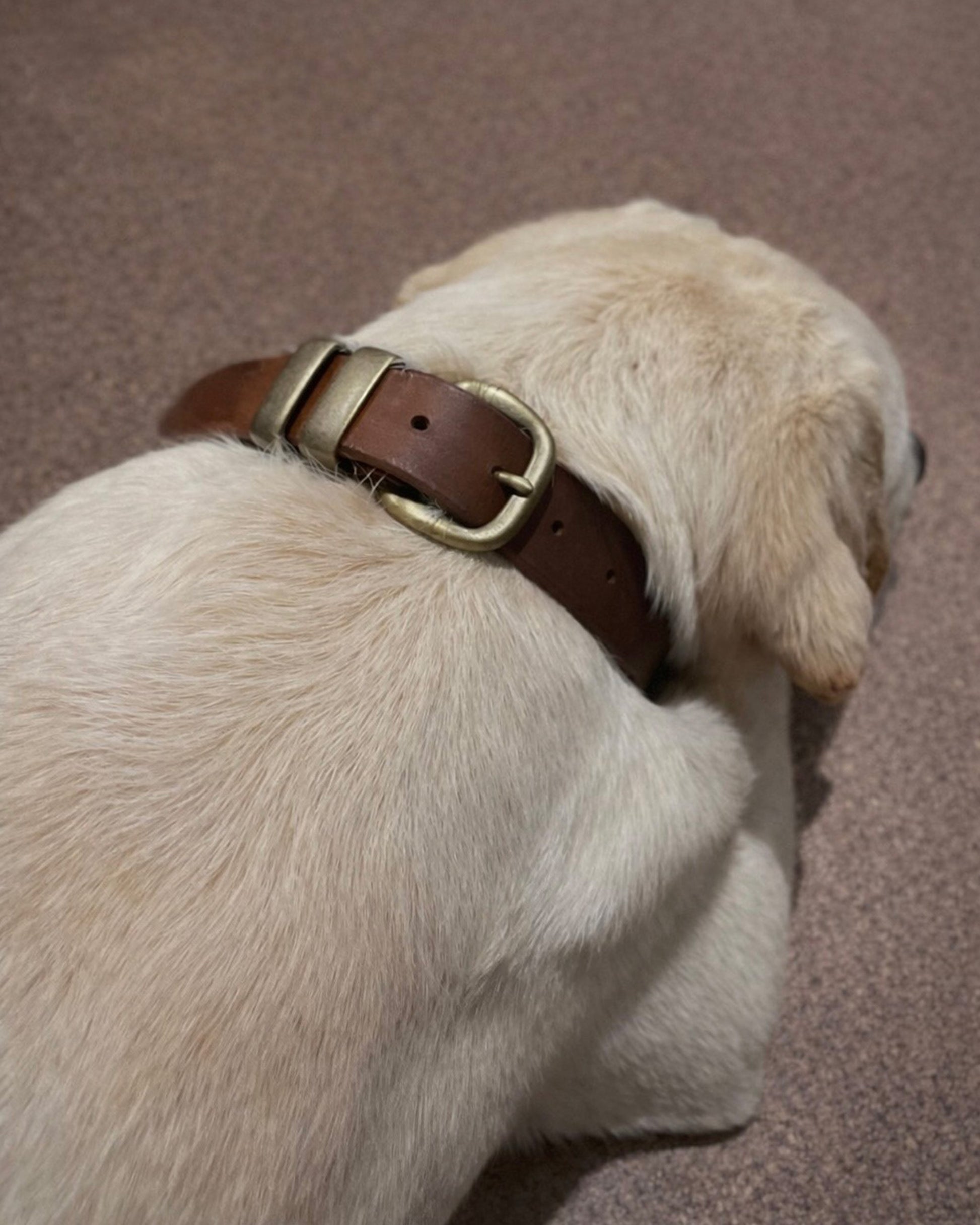 Dog wearing a brown leather collar on a carpeted floor