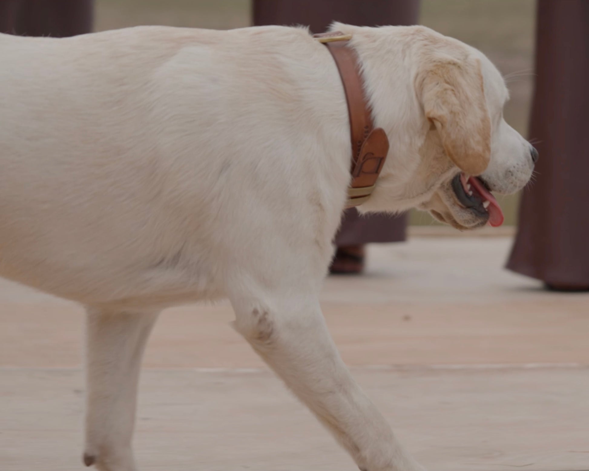 White dog with a brown leather collar walking on a wooden floor.