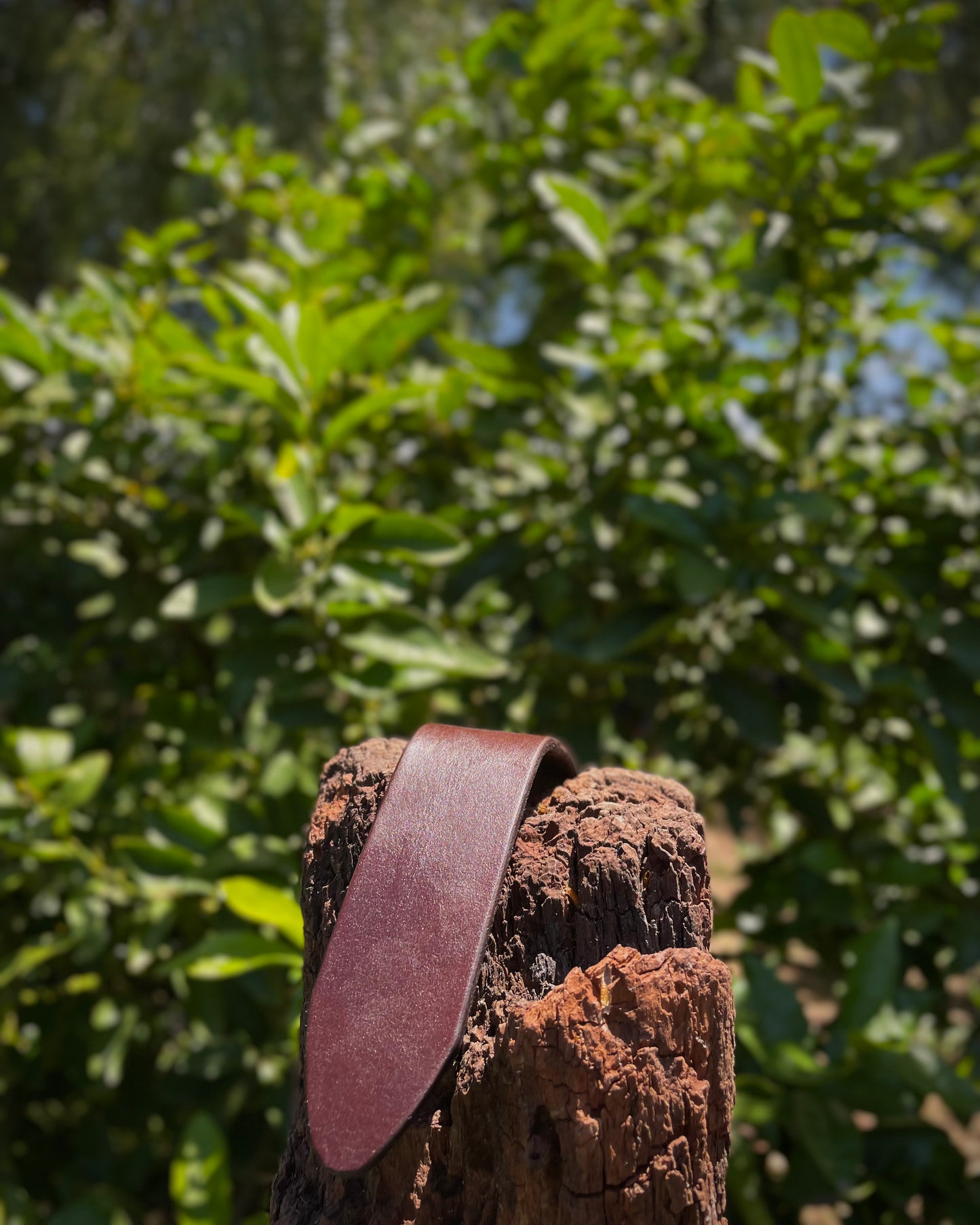 Brown leather belt on a wooden log with green foliage in the background