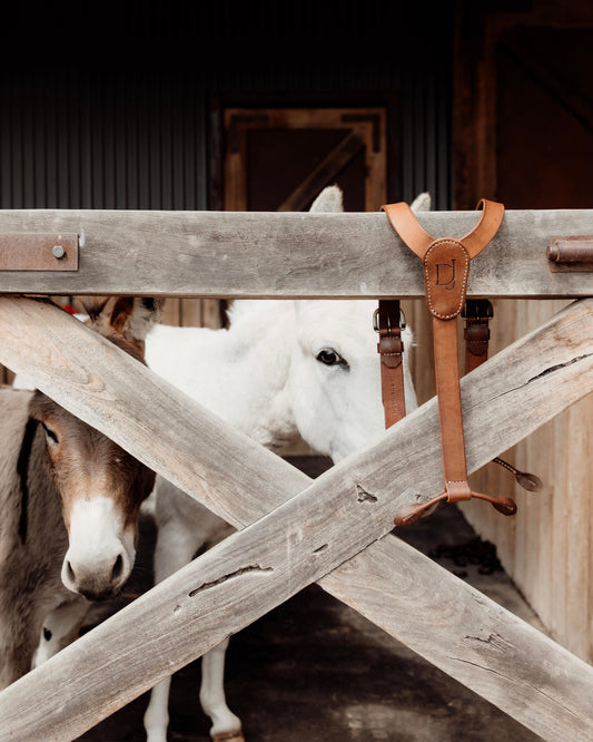 Donkeys behind a wooden fence with a set of leather suspenders in a stable setting